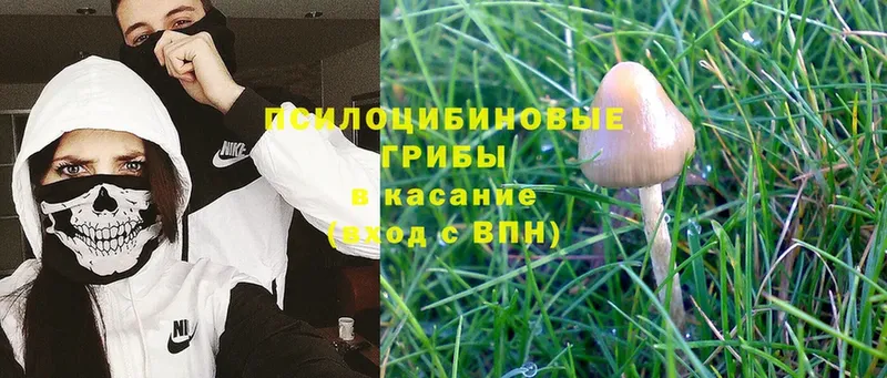 Галлюциногенные грибы Psilocybine cubensis  Абаза 